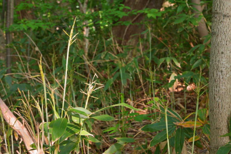 ササ,開花,一斉開花,北海道,札幌,円山,円山公園,自然,自然観察