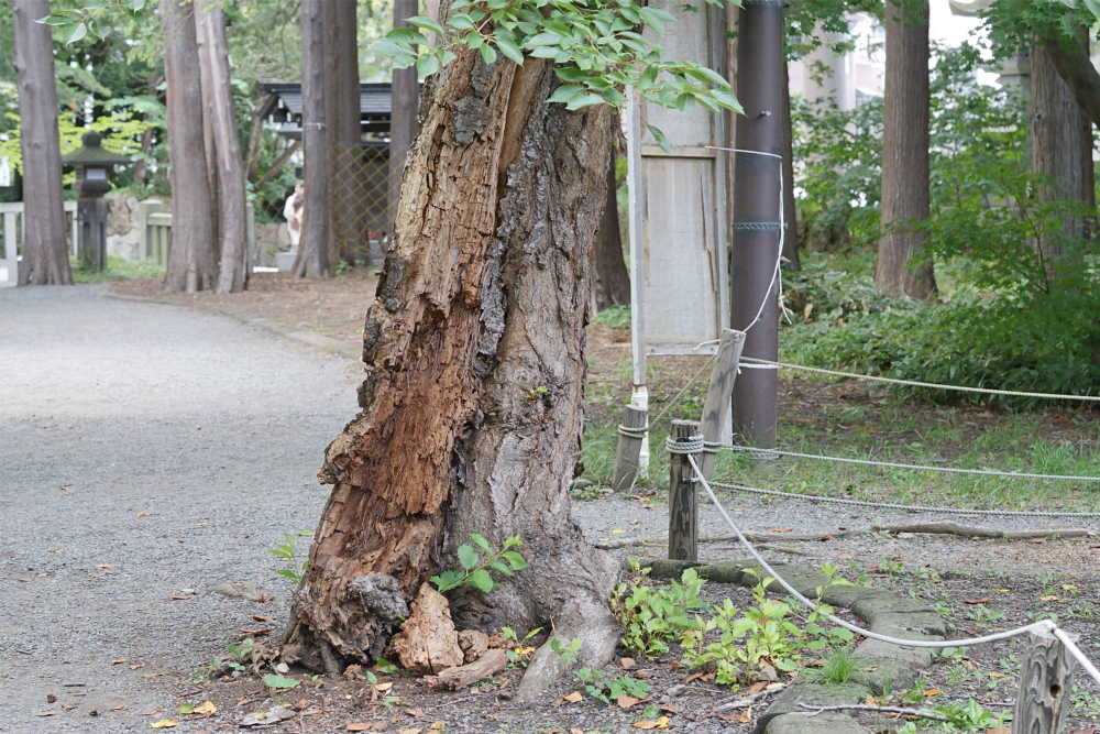 【円山の四季】ソメイヨシノ、不定根、自然