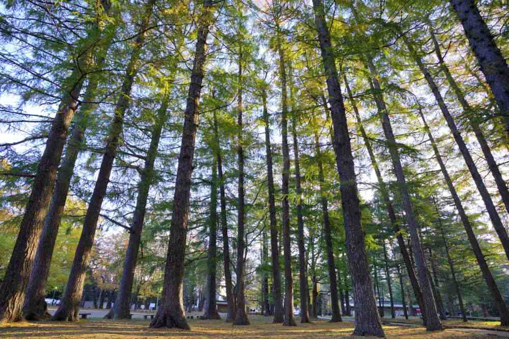【円山の四季】北海道のカラマツの故郷、カラマツ、自然